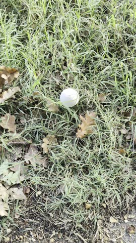 Small, rounded white mushroom growing among the grass and dry oak leaves on the ground
