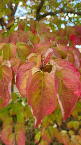 Close-up of red and yellow dogwood leaves gently swaying in the breeze during autumn transition with blurred background.