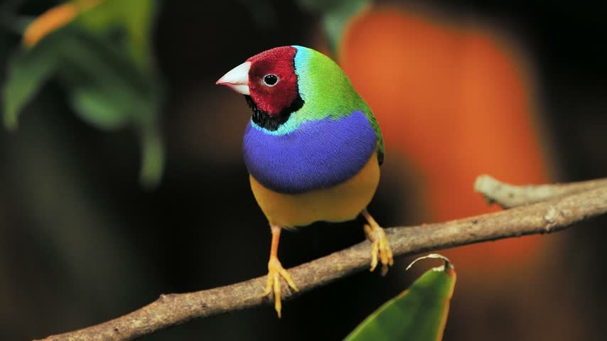 Colorful Gouldian finch bird perched on a branch close up.