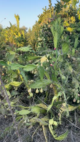 Close Up of Prickly Pear Cactus Bush with Green and Pink Fruits Growing in Nature
