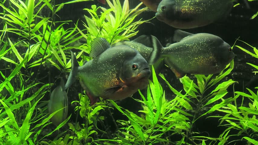 Red bellied piranha fish swimming underwater in dark aquarium.