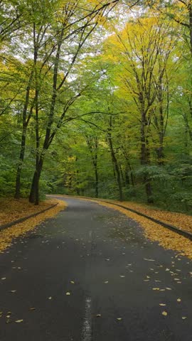 Empty curving asphalt road lined with fallen yellow leaves in a peaceful autumn park during light rain.