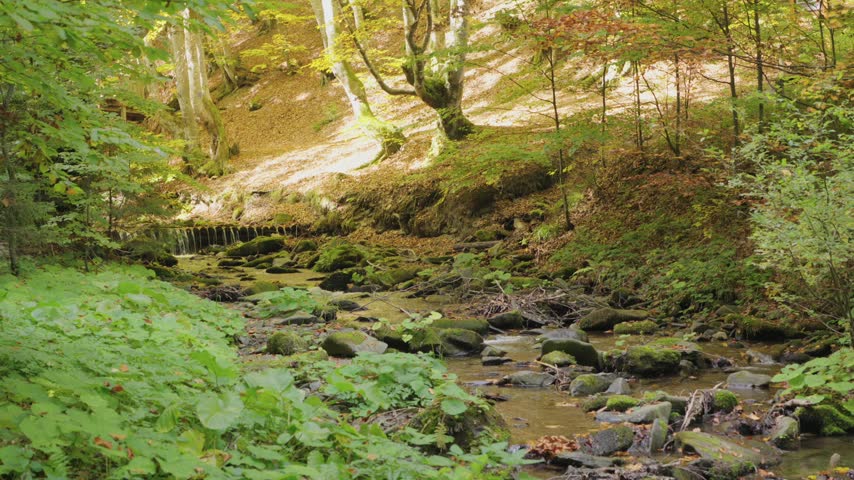 Flowing stream through a lush green forest with moss covered rocks and autumn foliage on trees