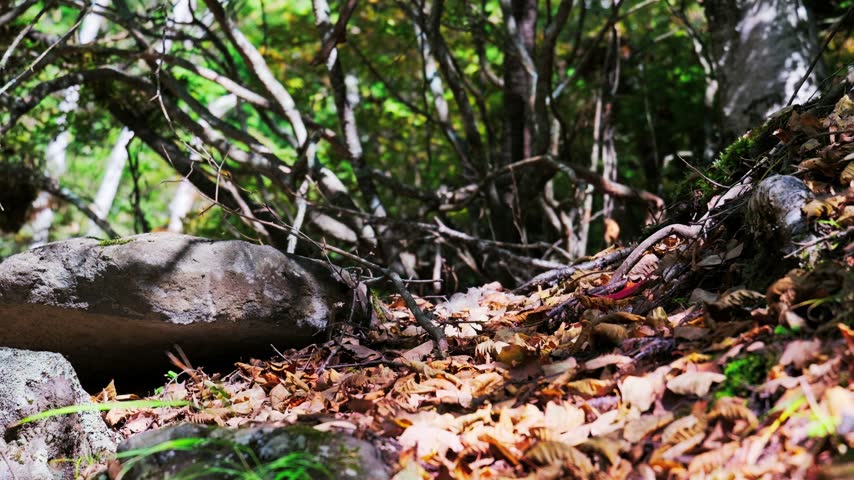Fallen leaves and twigs covering the ground