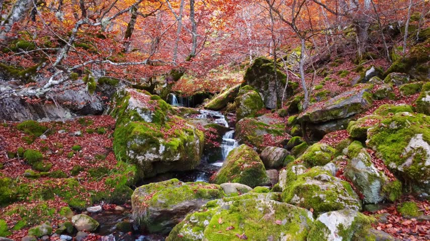 A tranquil forest landscape during autumn featuring a small cascading stream flowing over moss covered rocks surrounded by colorful vibrant deciduous trees with fallen dry red leaves