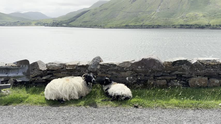 Sheep stand on a quiet road above Killary Fjord, surrounded by rugged Connemara scenery.