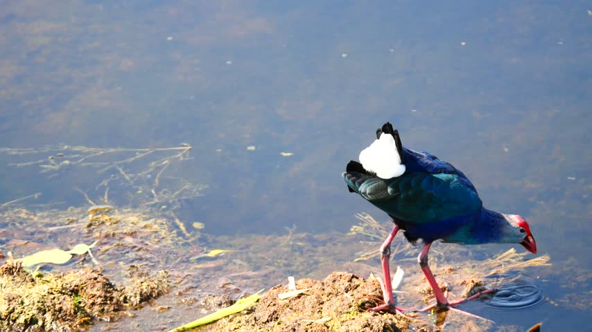 Purple Swamphen ( Porphyrio porphyrio ) walking on water in wetland, The blue waterbird has colorful beaks and red long legs in lake, Thailand
