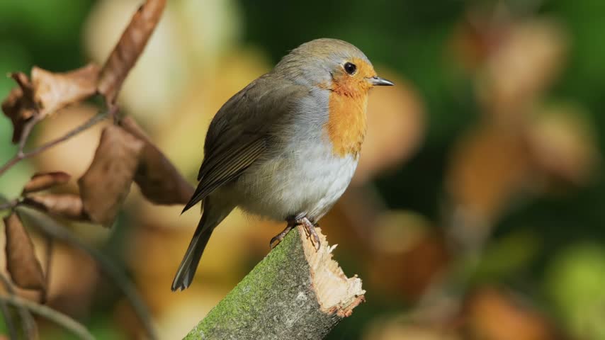 European robin perched on a tree branch in nature. Small songbird outdoors in natural habitat.