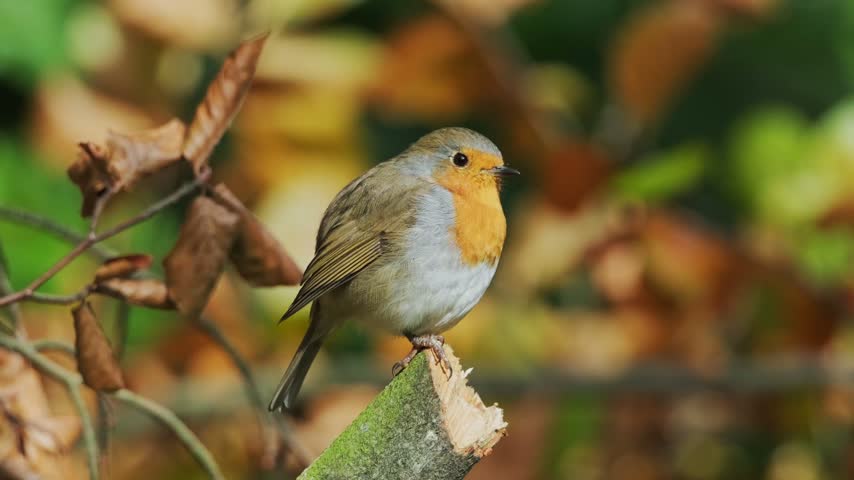 European robin perched on a tree branch in nature. Small songbird outdoors in natural habitat.