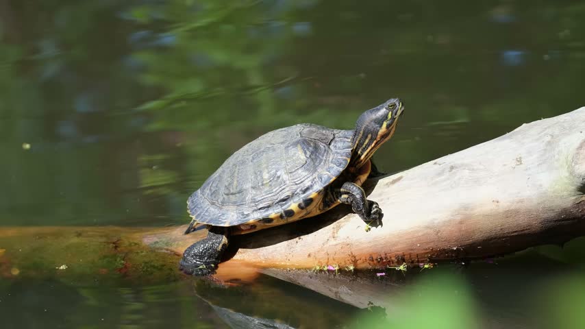 Turtle sitting on a log near water in sunshine. Freshwater turtle basking in natural habitat.