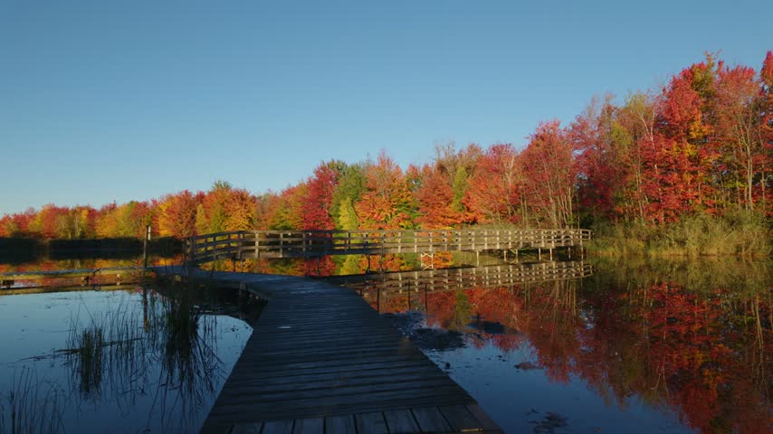 Personal perspective of walking on a wooden boardwalk crossing a pond. Colorful autumn trees reflecting on the calm water under a clear blue sky