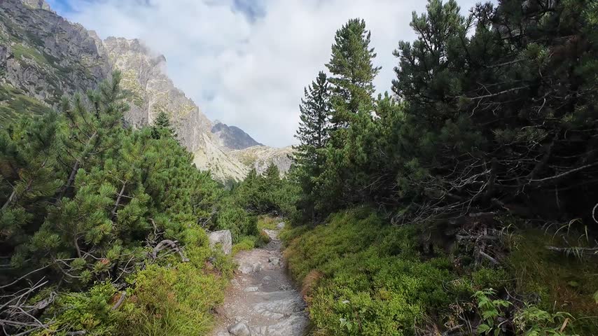 Hiking Along a Rocky Mountain Path Between Dwarf Pines and Alpine Peaks