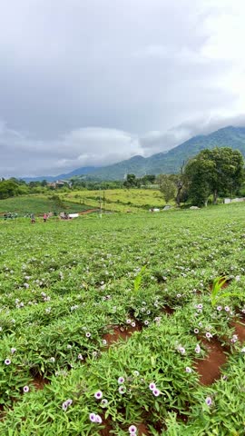 A picturesque landscape view of a vast agricultural field with rows of green plants and small white flowers under a cloudy sky. In the background a distant city landscape is visible beyond the lush trees.