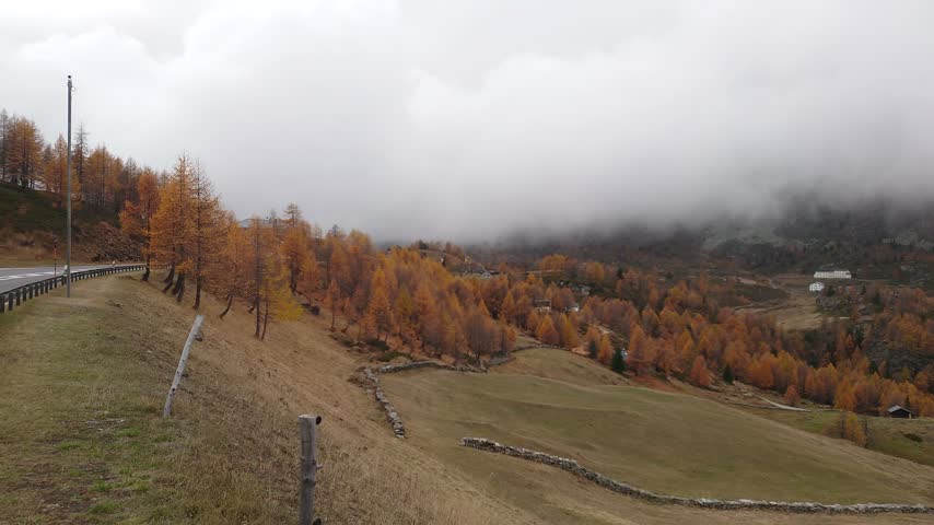 Leaves turning yellow in autumn along the Furka Pass road.