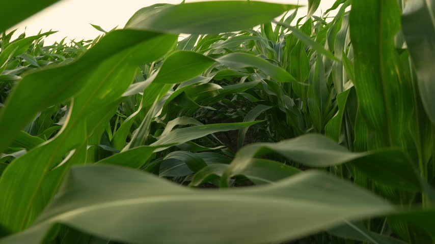 Lush green cornfield moving through rows of agricultural crops and maize leaves in slow motion at sunset on a rural farm