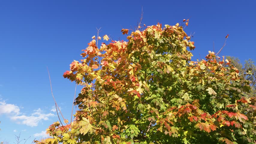 Maple tree crown with yellow, orange and red autumn leaves against a deep blue sky.