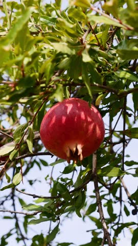 Close-up of ripe red pomegranate hanging on tree branch among green leaves in sunlight