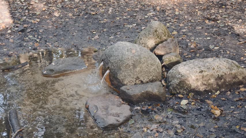 Rocks are seen near a small spring in a forested area during daytime. Fallen leaves are scattered around the muddy ground near the rocks.