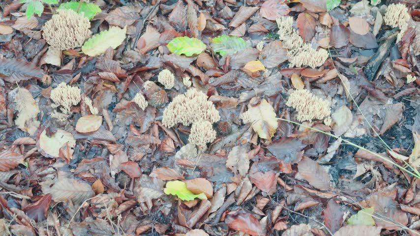 Mushrooms are present on the ground in a forest setting. They are surrounded by a mix of brown and green leaves. It is autumn and the fallen leaves cover the ground.