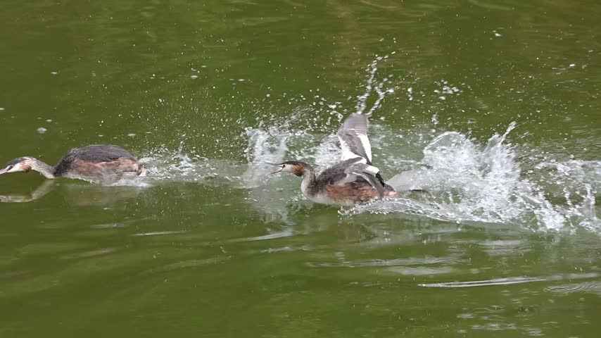 Great Crested Grebe (Podiceps cristatus) chasing another on a lake. October, Kent, UK [Slow motion x10]