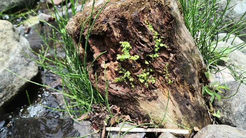 Mossy decaying wood log lying near stream in natural forest