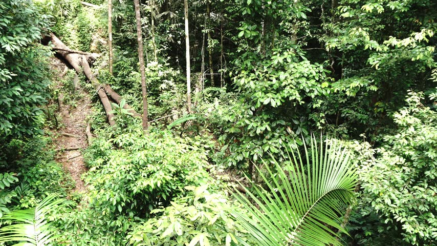 Lush jungle with dense foliage, fallen tree, and a winding path on a tropical mountainside