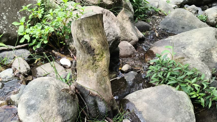 Small river stream with rocks and old tree stump in nature