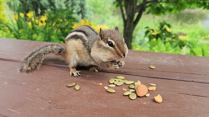 Chipmunk in the park in summer