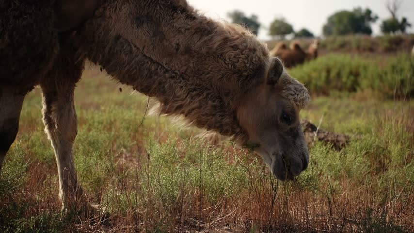A shaggy two-humped Bactrian camel stands in profile, chewing with grass-like feed in its mouth, against a hazy bright sky and dry flat landscape of trees at midday.