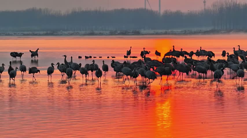 A large flock of grey cranes stands in a shallow wetland as the setting sun casts a vibrant orange glow across the water.
