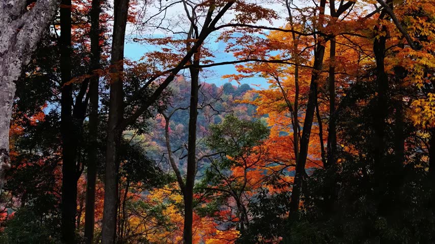 Vibrant orange and red maple leaves frame a scenic view of a forested mountain range. The dense woodland showcases the peak of autumn colors under a clear blue sky.