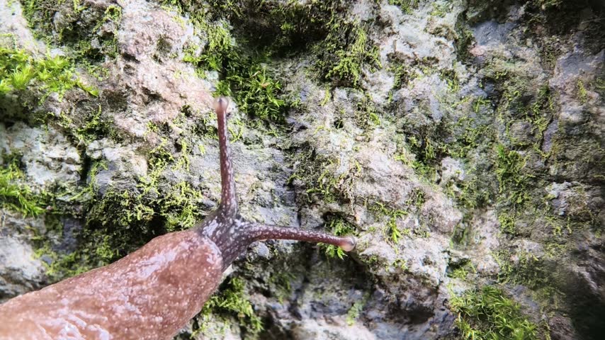 Macro shot of a slug crawling on wet mossy stone surface