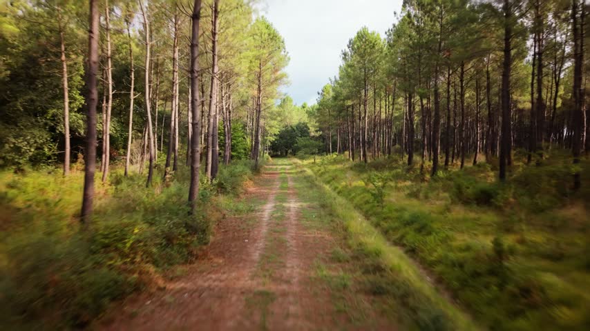 Path winds through the pine trees in Landes, France