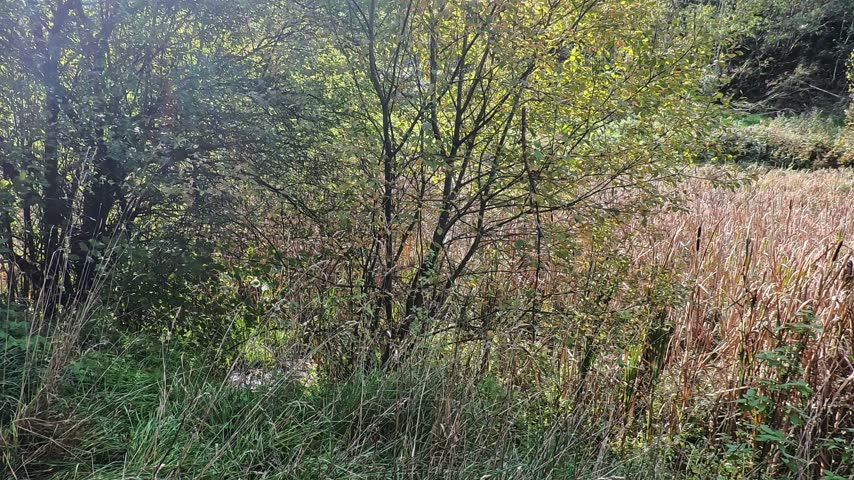 Pond with reeds and grass in autumn