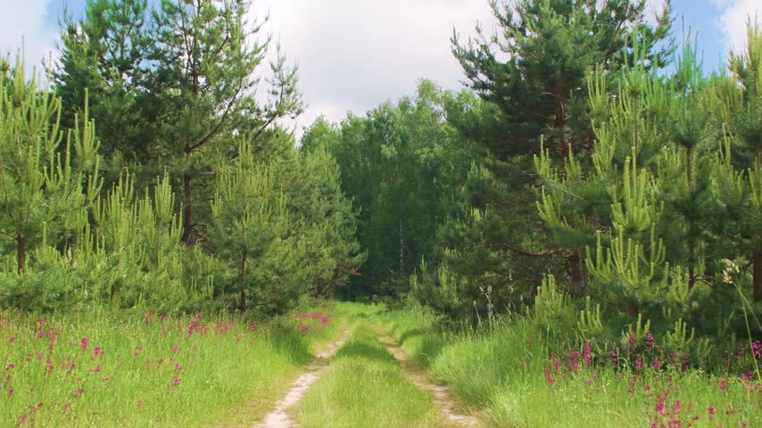 A grassy dirt road runs through the forest. An empty path between the trees in a summer forest. A rural spot for hiking and traveling.