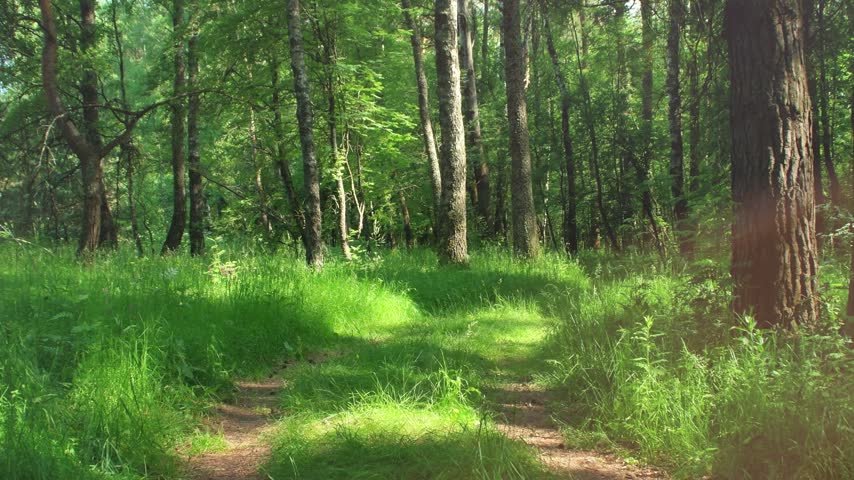 A grassy dirt road runs through the forest. An empty path between the trees in a summer forest. A rural spot for hiking and traveling.
