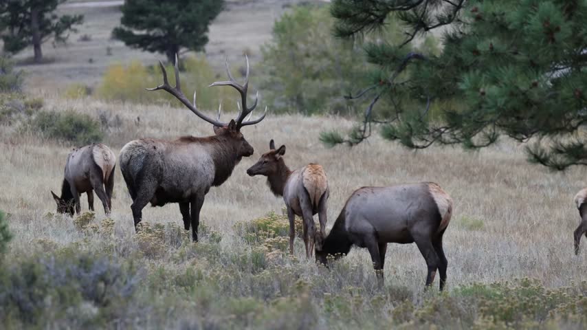 Bull Elk with a Harem During the Rut,