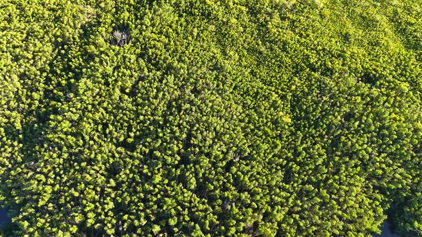 Top down aerial drone view of dense green mangrove canopy covering the wetlands of the Florida Keys with tightly packed trees forming a continuous natural landscape from above.