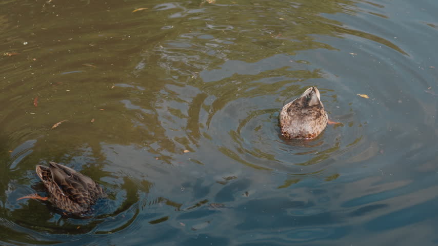 Two female mallard ducks swimming in water, one with its head submerged while foraging - 10 September 2026.