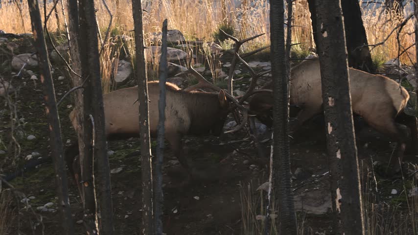 Bull elk fighting during the rut 
