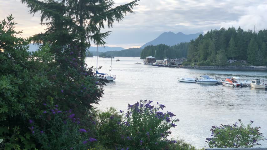 Tofino harbor framed by evergreen branches and flowering plants, Canada.
