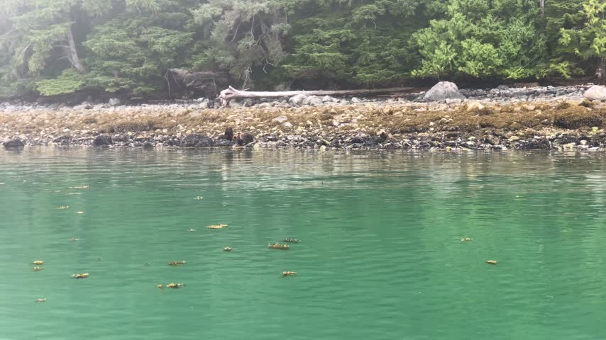 Green coastal water beside an evergreen forest and driftwood in British Columbia, Canada.