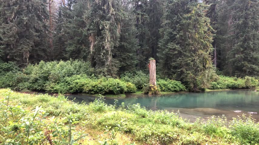 Clear forest river bordered by evergreen trees in western Canada.