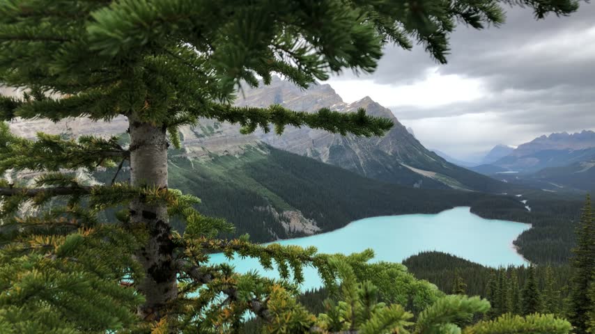 Peyto Lake framed by evergreen branches beneath a cloudy mountain sky, Canada.