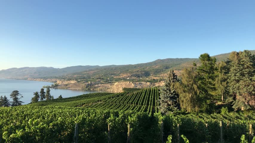 Vineyard rows overlooking Okanagan Lake in warm evening light, Canada.