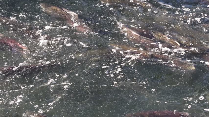 Chinook salmon (Oncorhynchus tshawytscha) crowd the shallow water below the weir at Coleman National Fish Hatchery near Anderson, Shasta County, California, in slow motion.
