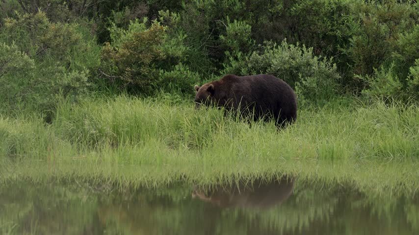 A grizzly bear in Alaska 