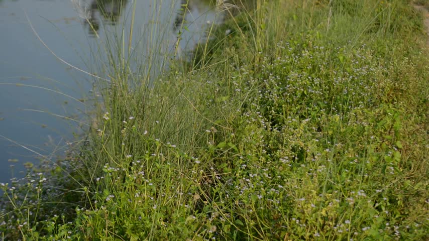 Lush Green Grass and Wildflowers Along a Tranquil Pond Bank