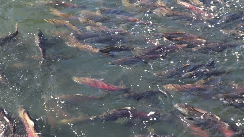 Chinook salmon (Oncorhynchus tshawytscha) crowd the shallow water below the weir at Coleman National Fish Hatchery near Anderson, Shasta County, California.