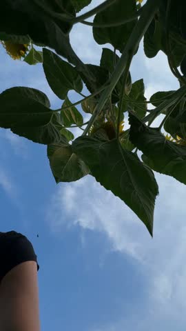 Low angle view looking up through giant sunflower leaves and stems